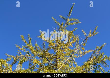 Yellow ginkgo leaves on branches during spring season in Japan. Stock Photo