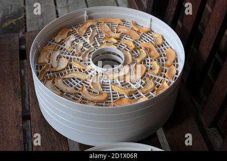 Dried apples on electric Dryer. Autumn preparations. Stock Photo