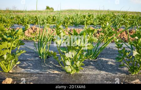 Side view close up picture of organic vegetable farm field with patches covered with plastic mulch, selective focus. Stock Photo