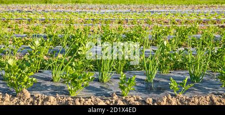 Side view of organic vegetable farm field with patches covered with plastic mulch used to suppress weeds and conserve water. Stock Photo
