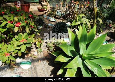 Close up of some beautiful green leafy plant growing in a garden, selective focusing Stock Photo