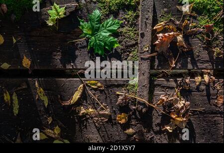 Leaves from the forest lie on an old wooden footbridge in Swedish nature Stock Photo