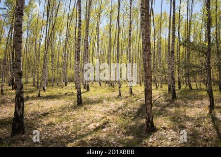 Birch forest in spring Stock Photo