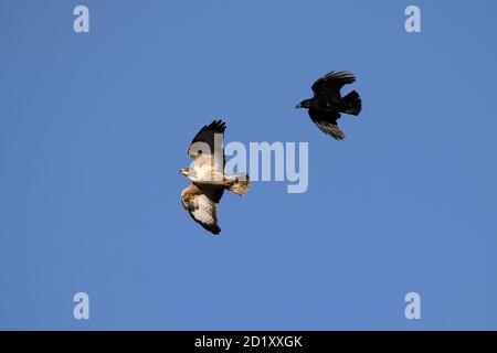 Crow attacks Buzzard Stock Photo