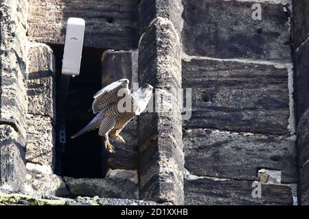 flying peregrine falcon Stock Photo