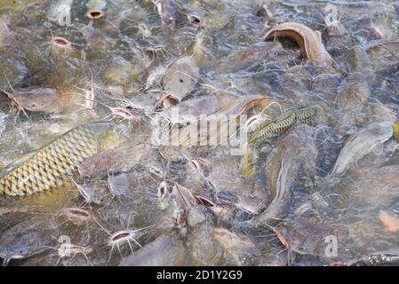 Catfish eating from feeding food on water surface ponds / Freshwater fish farm Stock Photo