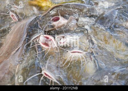 Catfish eating from feeding food on water surface ponds / Freshwater fish farm Stock Photo