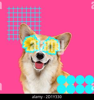 Spring girl. Modern design. Contemporary art collage with cute dog and trendy colored background with geometric styled elements. Inspirative art, pets, animal, style and fashion concept. Copyspace. Stock Photo