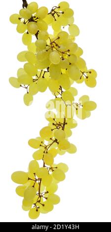 Ripe bunch of green grapes isolated on a white background. Stock Photo