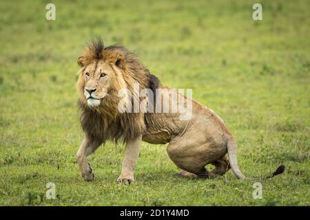 Male lion with beautiful mane and body covered in flies in green grass of Ngorongoro Crater in Tanzania Stock Photo