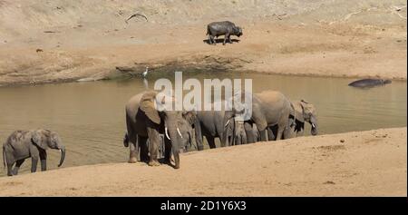 Scenic panorama of african elephants, buffalo, hippo, bird gathering together sharing space at a waterhole in Kruger National Park, South Africa Stock Photo