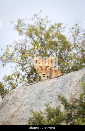 Vertical portrait of a juvenile lion cub sitting behind a large rock in Serengeti National Park in Tanzania