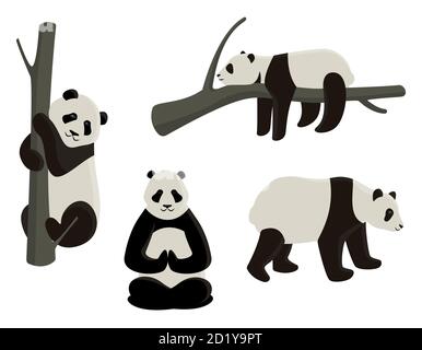 Vector set of pandas in different poses. Cartoon style illustrations isolated on white background. Stock Vector