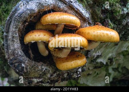 Pholiota aurivella Golden Scalycap growing on a birch tree. Stock Photo