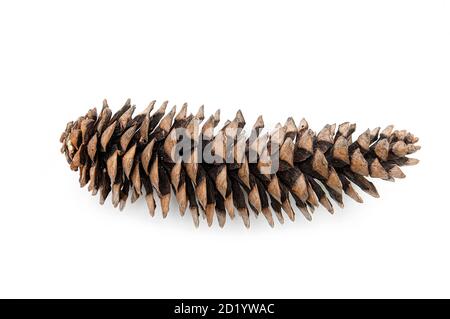 Sequoia giant pine cone isolated on white Stock Photo
