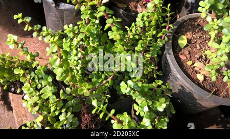 Crassula ovate also called as jade plant or lucky plant or money tree Stock Photo