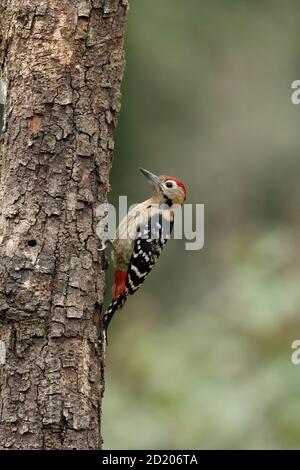 Fulvous breasted woodpecker, Dendrocopos macei, Sattal, Ninital, Uttarakhand, India Stock Photo