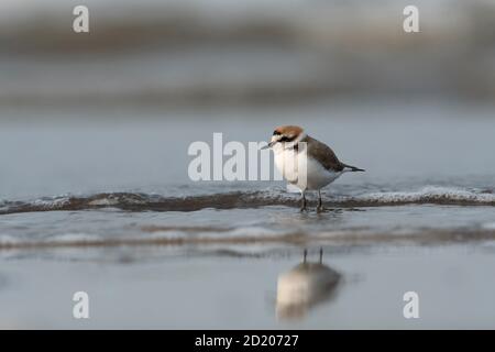 Kentish Plover, Charadrius alexandrinus, Akshi Beach, Alibaug, Maharashtra, India Stock Photo