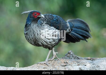 Khalij Pheasant, lophura leucomelanos, Sattal, Nainital, Uttarakhand, India Stock Photo