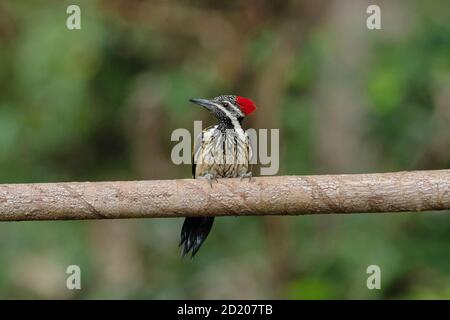 Lesser Goldenback Woodpecker, Dinopium benghalense, Salim Ali Bird Year, Thattekad, Kerala, India Stock Photo