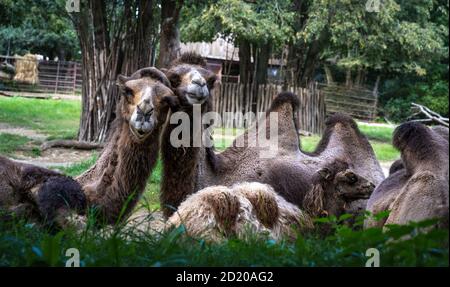 The family of Bactrian camels or Mongolian camels. Two mongolian camels are cuddling and their calf is lying in front of them. Stock Photo