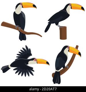 Vector set of toucans in different poses. Tropical birds in cartoon style isolated on white background. Stock Vector