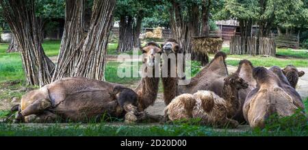 The family of Bactrian camels or Mongolian camels. Two mongolian camels are cuddling and their calf is lying in front of them. Stock Photo