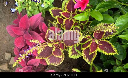 coleus plants also called Coleus blumei or Plectranthus scutellarioides Stock Photo
