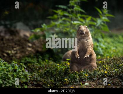 Black-tailed prairie dog is standing and looking streight.