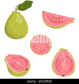 Whole and sliced guava. Tropical fruit in cartoon style. Stock Vector