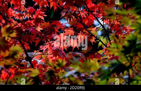 Autumn colours in Bedgebury National Pinetum, near Flimwell in Kent. Stock Photo