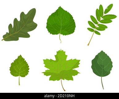 Set of different tree leaves. Oak, lipa, rowan, birch, maple and aspen Stock Vector