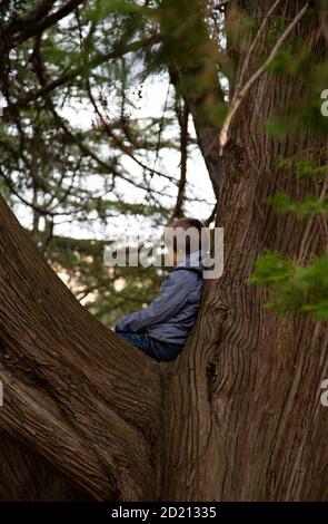 Portrait of cute kid boy sitting on the big old tree on sunny day. Child climbing a tree. little boy sitting on tree branch. Outdoors. Sunny day Stock Photo