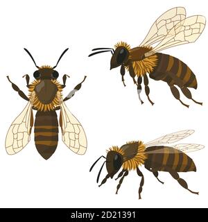 Bee in different poses. Insect in cartoon style. Stock Vector
