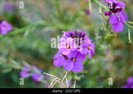 Pink and purple flowers close up in the garden Stock Photo