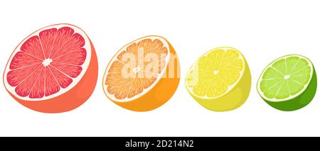 Set of citrus fruits. Lemon, lime, orange and grapefruit in cartoon style. Stock Vector
