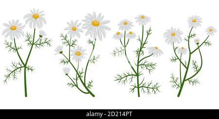 Chamomile vector set. Daisies in cartoon style isolated on white background. Stock Vector