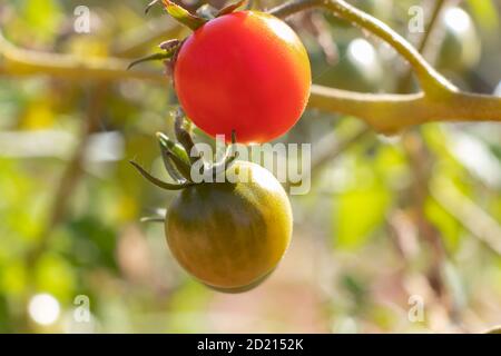 Ripe red cherry tomato and another green hanging on the vine of a tomato tree in the garden, under the sunlight
