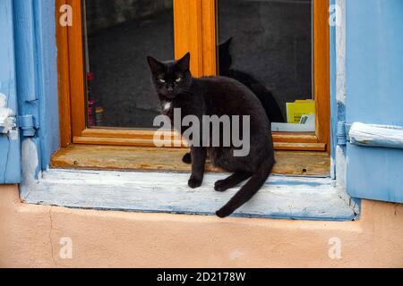 Black cat with white bib sitting on a window ledge, looking at the camera Stock Photo