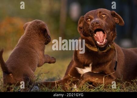 father dog and dog son playing Stock Photo