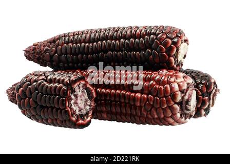 Black Corn isolated on white background Stock Photo