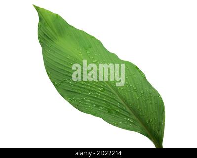 Turmeric leaf isolated on white background Stock Photo