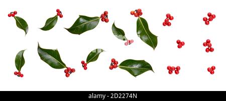 A collection of small smooth holly leaves with red berries for Christmas decoration isolated against a white background. Stock Photo