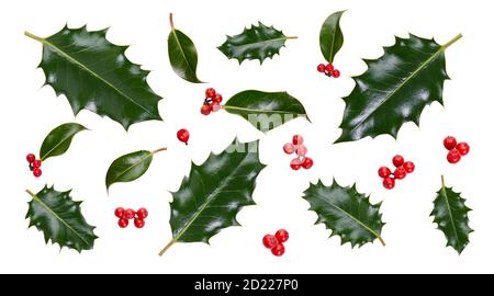A collection of smooth and spiky green holly leaves with red berries for Christmas decoration isolated against a white background. Stock Photo