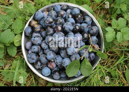 Close up damsons home grown ripe purple organic foraged plum fruit freshly picked for jam making from English garden orchard in metal colander Summer Stock Photo