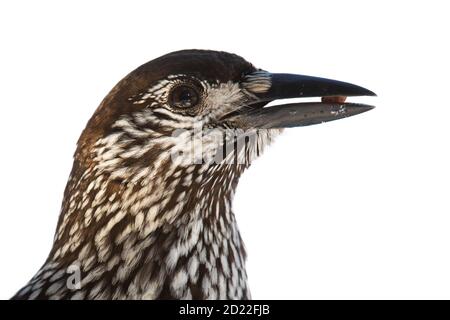 Spotted nutcracker holding a nut cut out on blank in detail. Stock Photo