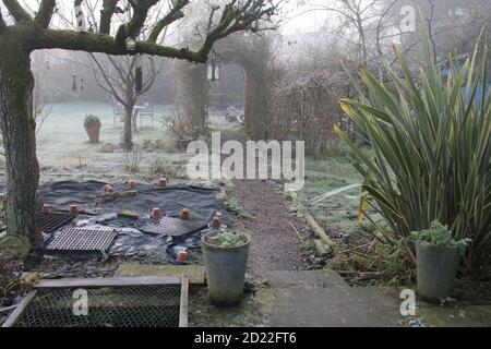 A beautiful Winter landscape frost scene of an English country garden covered in misty fog frozen icy weather white cover on pear espalier tree bushes Stock Photo