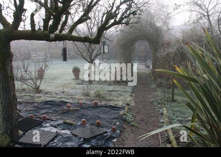 A beautiful Winter landscape frost scene of an English country garden covered in misty fog frozen icy weather white cover on pear espalier tree bushes Stock Photo