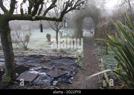 A beautiful Winter landscape frost scene of an English country garden covered in misty fog frozen icy weather white cover on pear espalier tree bushes Stock Photo