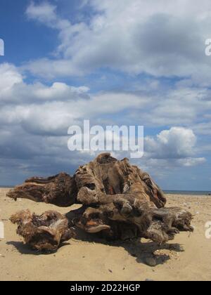 Close up view of enormous, prehistoric ancient wooden driftwood on a sandy beach with blue sky & sea in Norfolk East Anglia England on Summer holiday Stock Photo